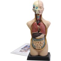 Anatomiamalli unisex, koko 50 cm, 11 osia/ 1 set, 11 osia